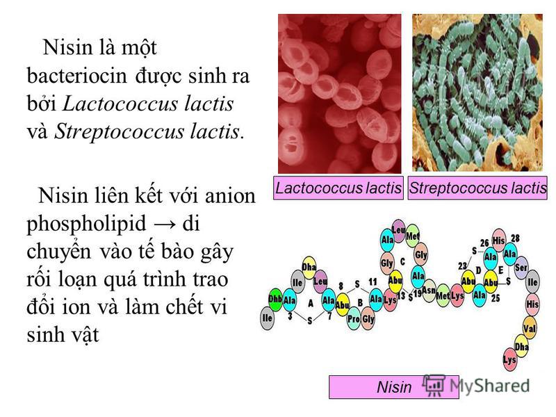 Nisin là mt bacteriocin đưc sinh ra bi Lactococcus lactis và Streptococcus lactis. Nisin liên kt vi anion phospholipid di chuyn vào t bào gây ri lon quá trình trao đi ion và làm cht vi sinh vt Lactococcus lactisStreptococcus lactis Nisin