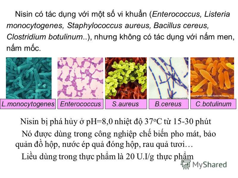 Nisin b phá hy pH=8,0 nhit đ 37 o C t 15-30 phút Nó đưc dùng trong công nghip ch bin pho mát, bo qun đ hp, nưc ép qu đóng hp, rau qu tươi… Liu dùng trong thc phm là 20 U.I/g thc phm Nisin có tác dng vi mt s vi khun (Enterococcus, Listeria monocytogen