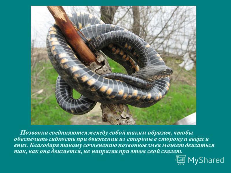 Позвонки соединяются между собой таким образом, чтобы обеспечить гибкость при движении из стороны в сторону и вверх и вниз. Благодаря такому сочленению позвонков змея может двигаться так, как она двигается, не напрягая при этом свой скелет.
