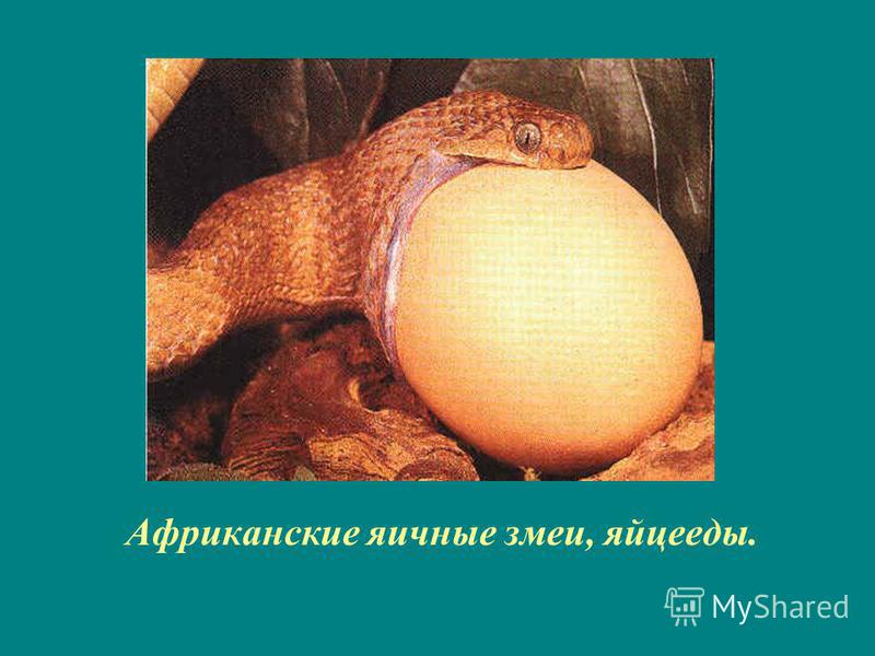 Африканские яичные змеи, яйцееды.
