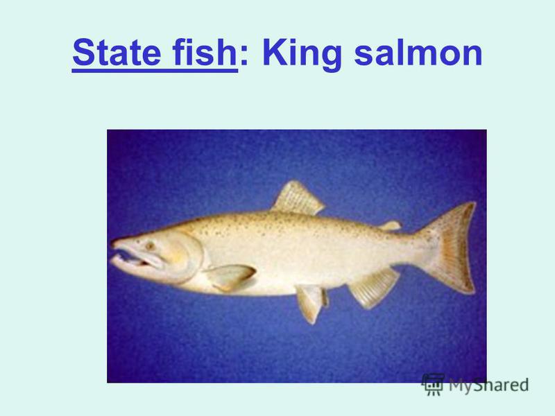 State fish: King salmon
