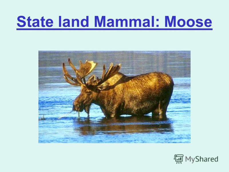 State land Mammal: Moose