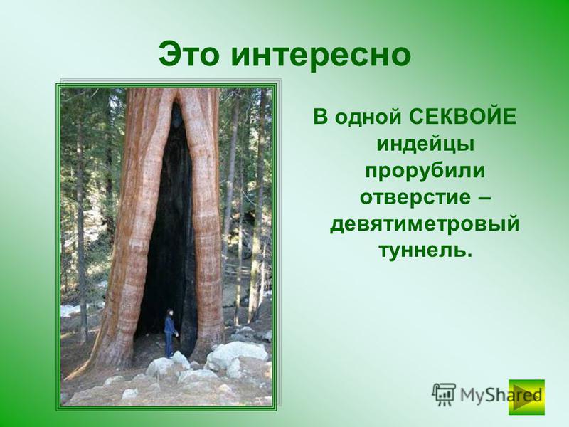 На сегодняшний день самое высокое дерево в мире из всех зарегистрированных – СЕКВОЙЯ Гиперион. Её высота – 115,5 метров. Рекорд установлен в 2006 году.