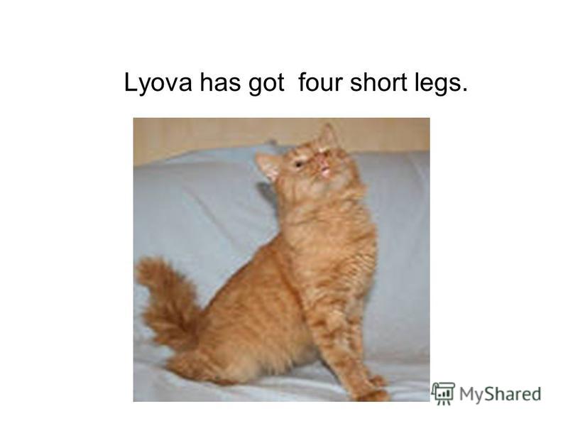 Lyova has got four short legs.