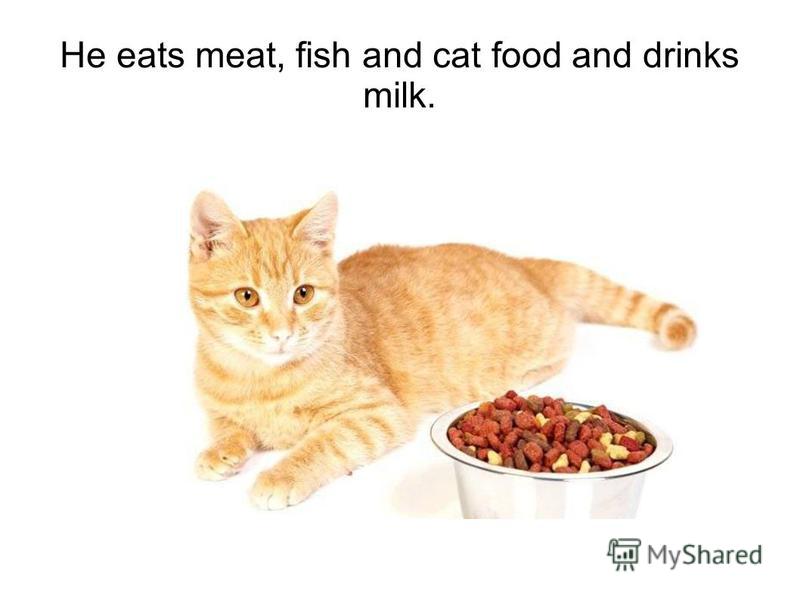 He eats meat, fish and cat food and drinks milk.