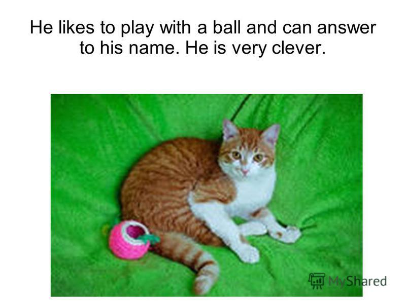 He likes to play with a ball and can answer to his name. He is very clever.