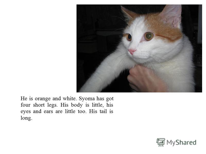 He is orange and white. Syoma has got four short legs. His body is little, his eyes and ears are little too. His tail is long.