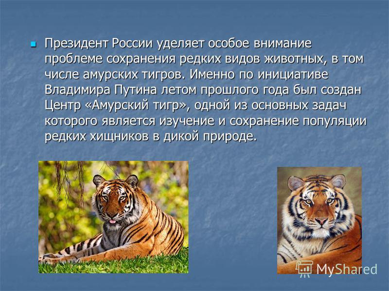 Президент России уделяет особое внимание проблеме сохранения редких видов животных, в том числе амурских тигров. Именно по инициативе Владимира Путина летом прошлого года был создан Центр «Амурский тигр», одной из основных задач которого является изу