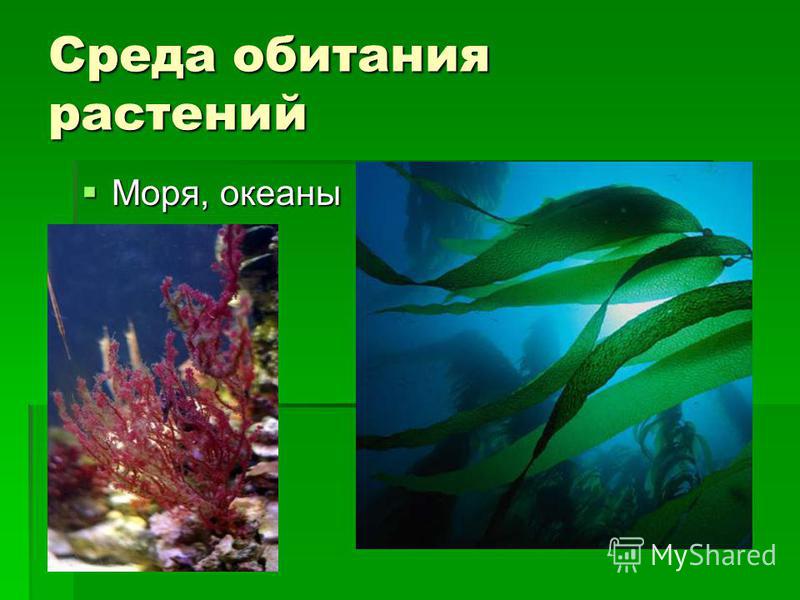 Среда обитания растений Моря, океаны Моря, океаны