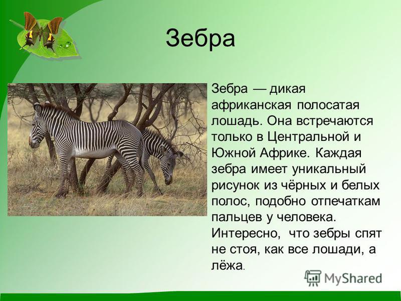 Зебра Зебра дикая африканская полосатая лошадь. Она встречаются только в Центральной и Южной Африке. Каждая зебра имеет уникальный рисунок из чёрных и белых полос, подобно отпечаткам пальцев у человека. Интересно, что зебры спят не стоя, как все лоша