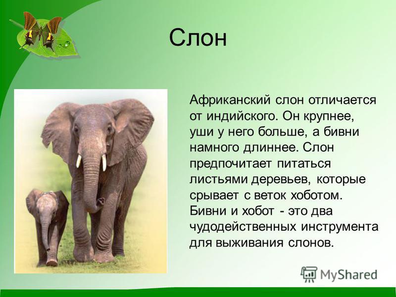 Рассказ про слона шахматы
