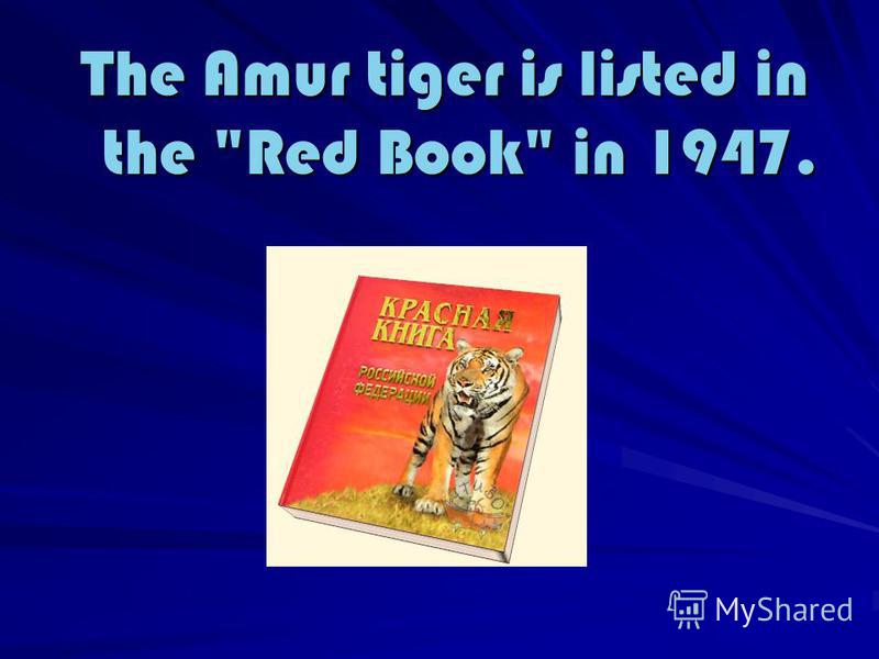 The Amur tiger is listed in the Red Book in 1947. The Amur tiger is listed in the Red Book in 1947.