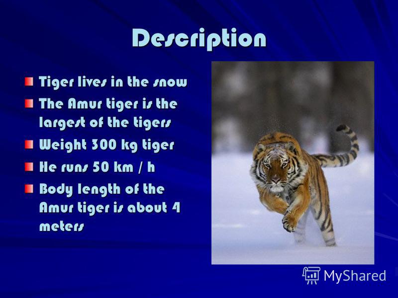 Description Tiger lives in the snow The Amur tiger is the largest of the tigers Weight 300 kg tiger He runs 50 km / h Body length of the Amur tiger is about 4 meters