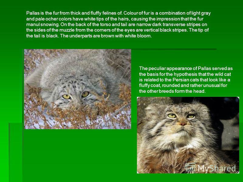Pallas is the fur from thick and fluffy felines of. Colour of fur is a combination of light gray and pale ocher colors have white tips of the hairs, causing the impression that the fur manul snowing. On the back of the torso and tail are narrow dark 