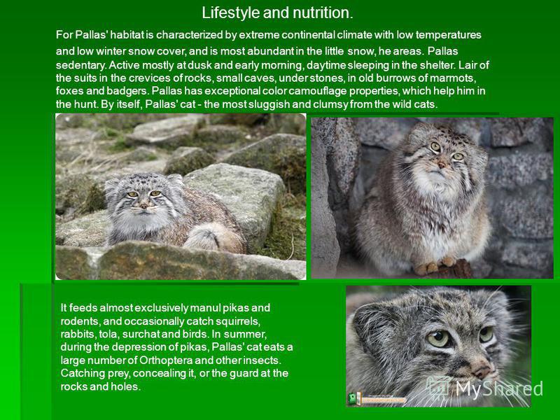 Lifestyle and nutrition. For Pallas' habitat is characterized by extreme continental climate with low temperatures and low winter snow cover, and is most abundant in the little snow, he areas. Pallas sedentary. Active mostly at dusk and early morning