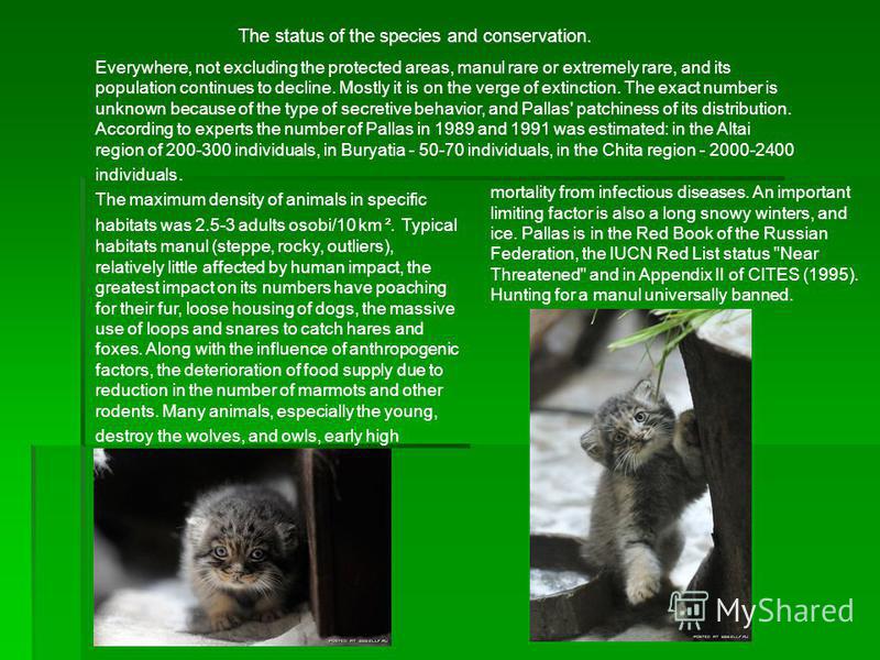 The status of the species and conservation. Everywhere, not excluding the protected areas, manul rare or extremely rare, and its population continues to decline. Mostly it is on the verge of extinction. The exact number is unknown because of the type