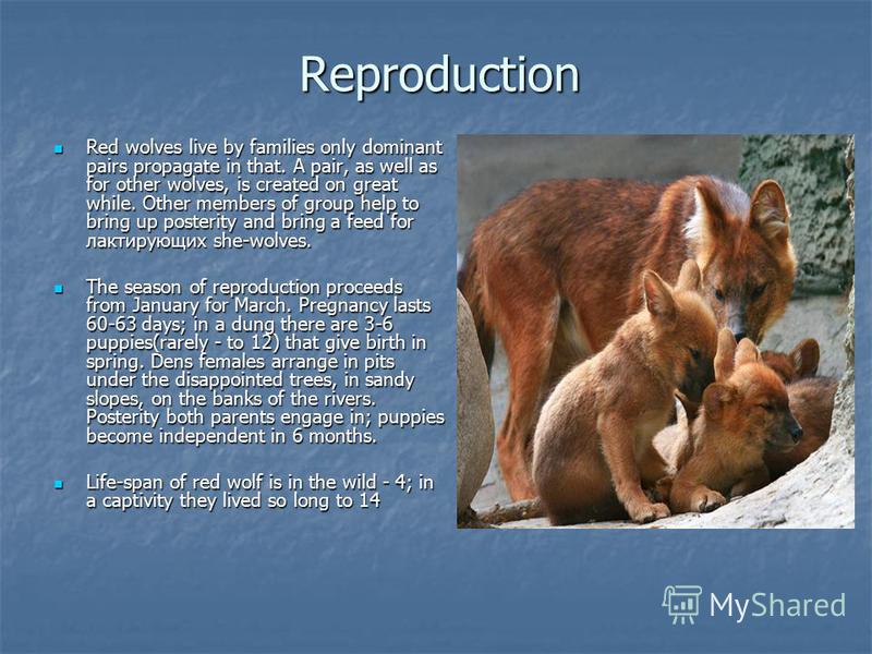 Reproduction Red wolves live by families only dominant pairs propagate in that. A pair, as well as for other wolves, is created on great while. Other members of group help to bring up posterity and bring a feed for лактирующих she-wolves. Red wolves 