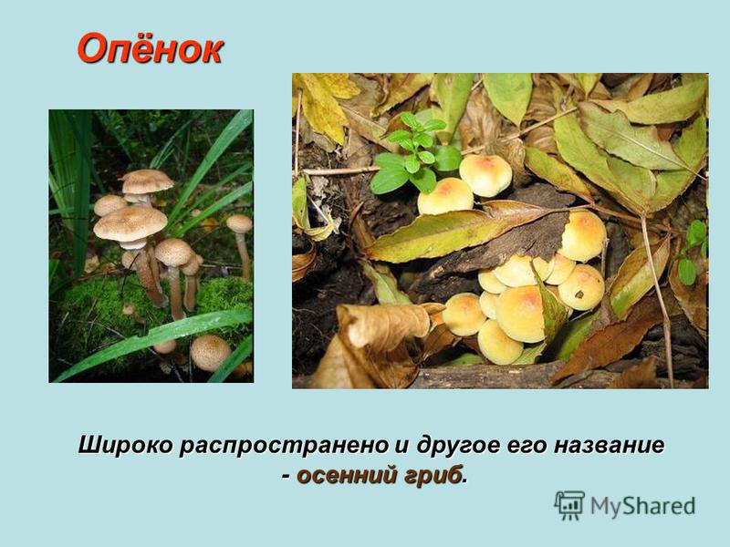 Опёнок Широко распространено и другое его название - осенний гриб. - осенний гриб.