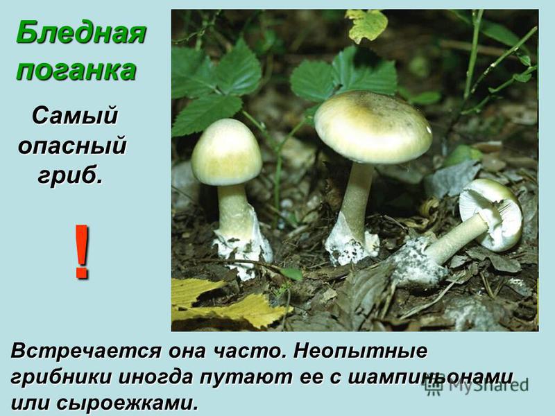 Бледная поганка Самый Самый опасный опасный гриб. гриб. Встречается она часто. Неопытные грибники иногда путают ее с шампиньонами или сыроежками. !