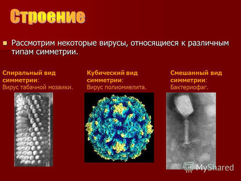 Рассмотрим некоторые вирусы, относящиеся к различным типам симметрии. Рассмотрим некоторые вирусы, относящиеся к различным типам симметрии. Спиральный вид симметрии: Вирус табачной мозаики. Кубический вид симметрии: Вирус полиомиелита. Смешанный вид 