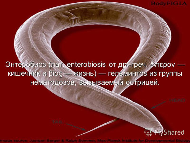enterobiosis etiológia
