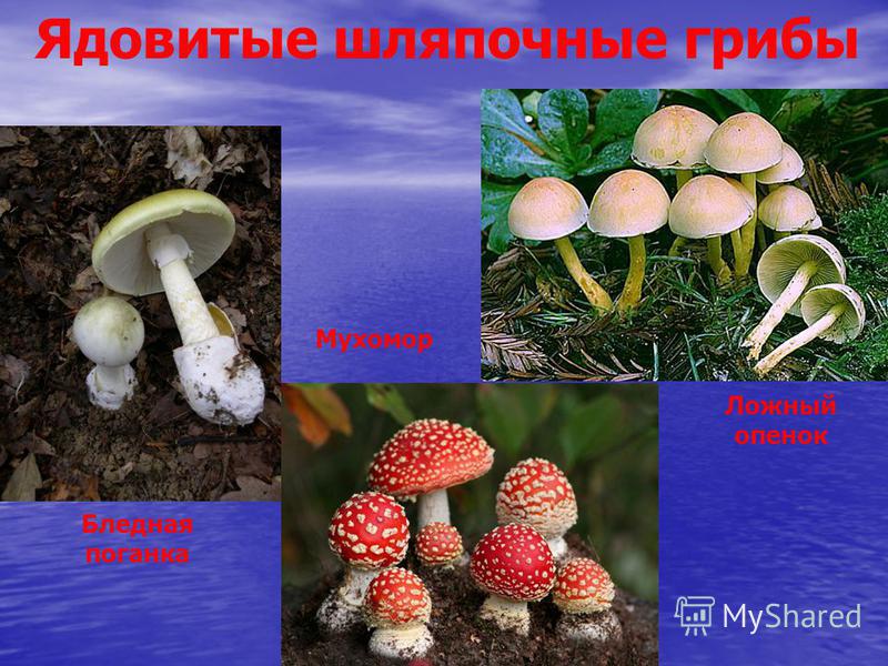 Ядовитые шляпочные грибы Бледная поганка Мухомор Ложный опенок