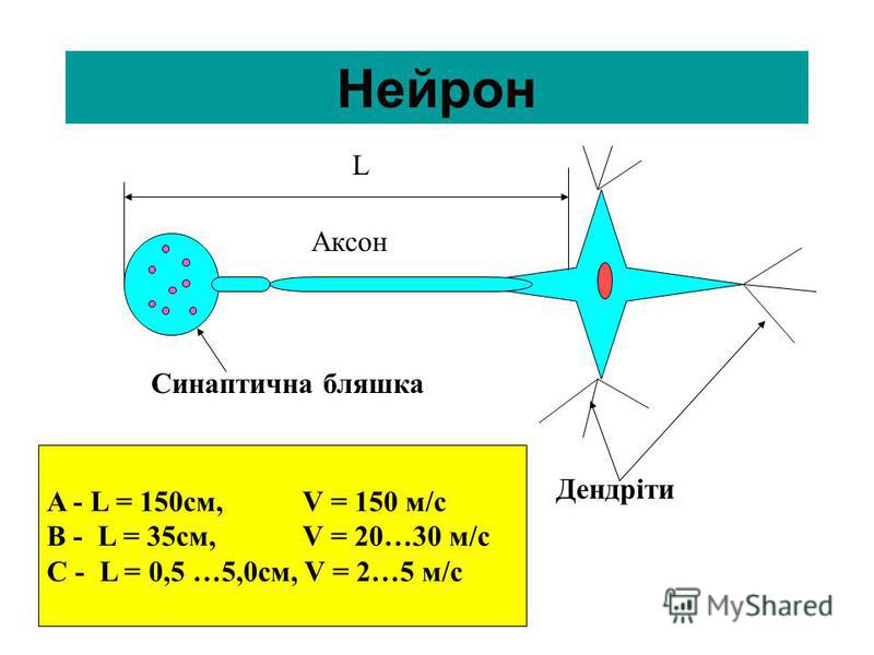 Нейрон Дендріти Синаптична бляшка L A - L = 150см, V = 150 м/с B - L = 35см, V = 20…30 м/с C - L = 0,5 …5,0см, V = 2…5 м/с Аксон