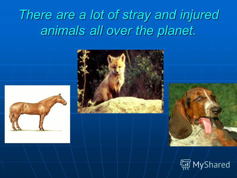 There are a lot of stray and injured animals all over the planet.