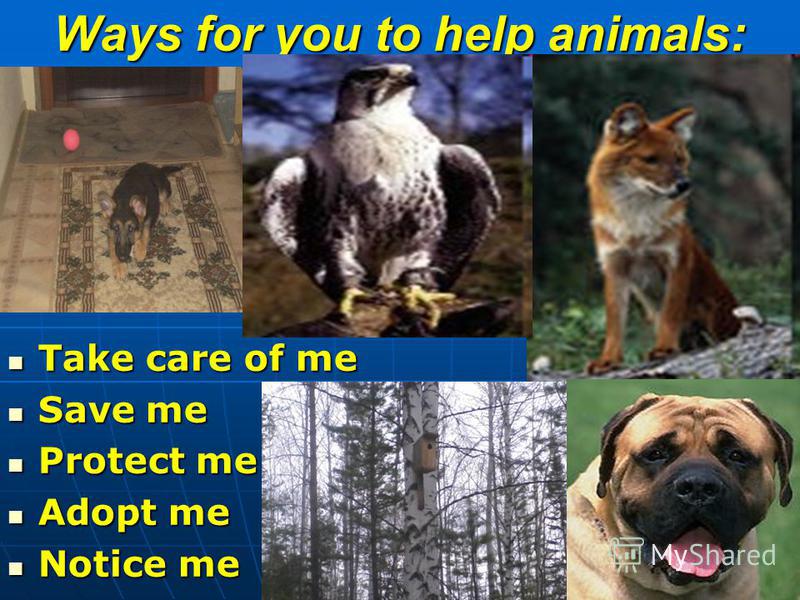 Ways for you to help animals: Take care of me Take care of me Save me Save me Protect me Protect me Adopt me Adopt me Notice me Notice me