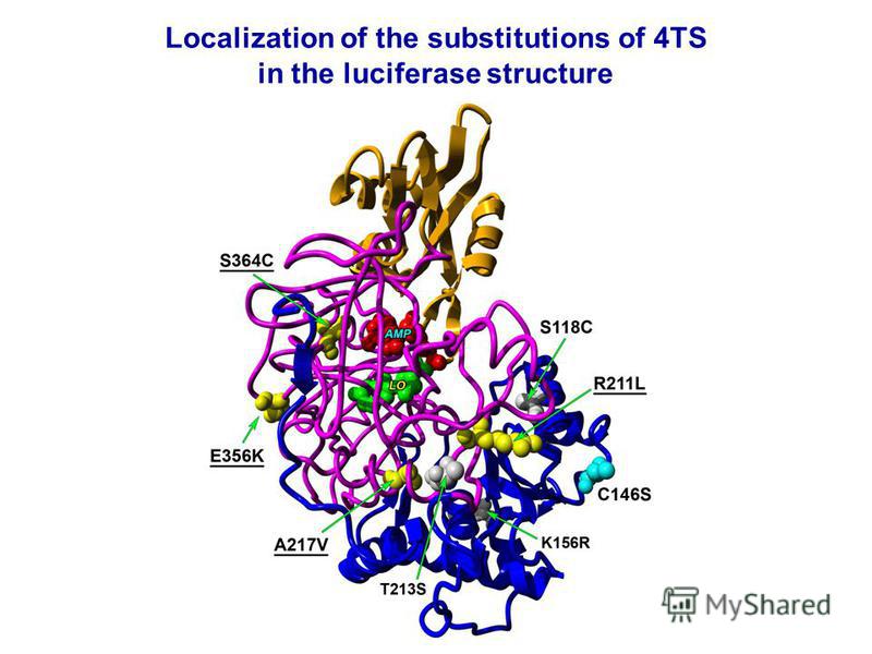 Localization of the substitutions of 4TS in the luciferase structure