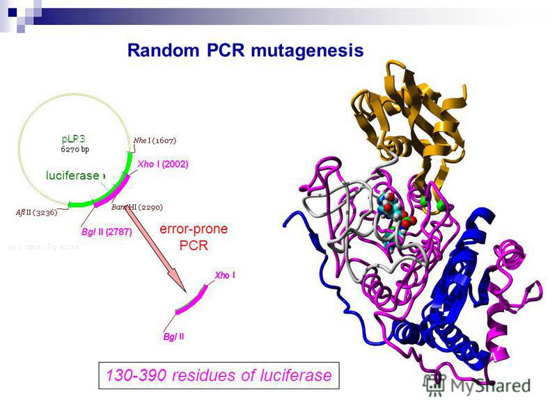 Random PCR mutagenesis error-prone PCR 130-390 residues of luciferase --- luciferase