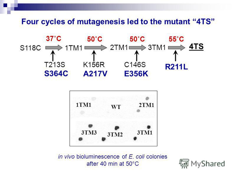 Four cycles of mutagenesis led to the mutant 4TS S118C1TM1 37˚C 50˚C 2TM1 50˚C 3TM1 55˚C 4TS T213S S364C K156R A217V C146S E356K R211L 1TM1 WT 3TM1 3TM2 3TM3 2TM1 in vivo bioluminescence of E. coli colonies after 40 min at 50°C