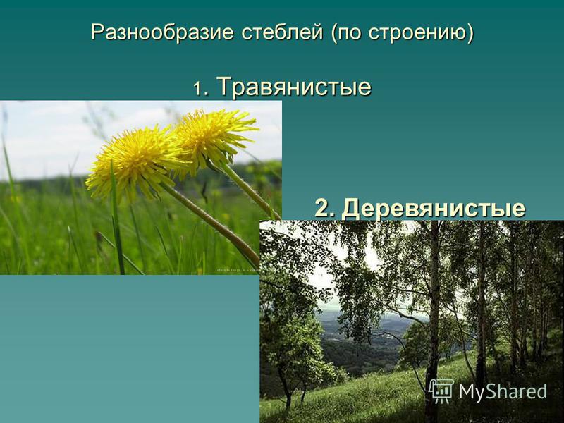 Разнообразие стеблей (по строению) 1. Травянистые 2. Деревянистые