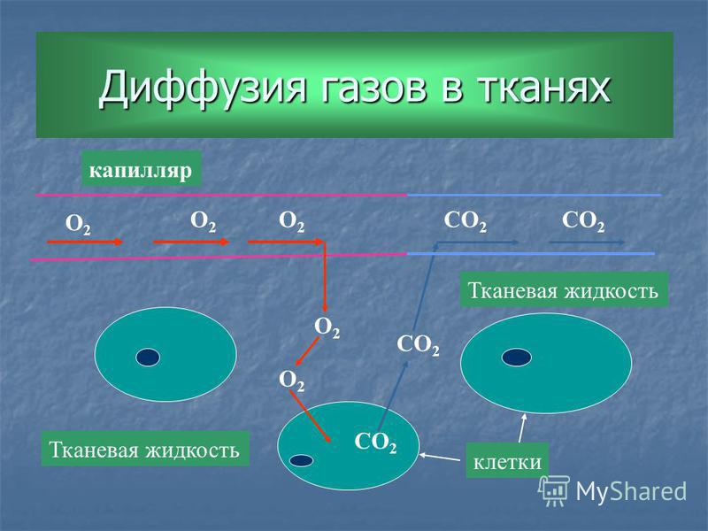 Диффузия газов в тканях O2O2 O2O2 O2O2 O2O2 O2O2 CO 2 капилляр Тканевая жидкость клетки