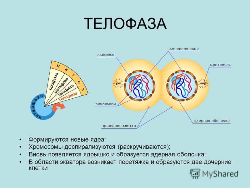ТЕЛОФАЗА Формируются новые ядра; Хромосомы деспирализуются (раскручиваются); Вновь появляется ядрышко и образуется ядерная оболочка; В области экватора возникает перетяжка и образуются две дочерние клетки