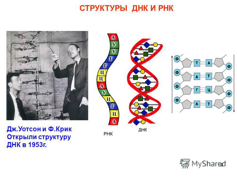 4 СТРУКТУРЫ ДНК И РНК Дж.Уотсон и Ф.Крик Открыли структуру ДНК в 1953 г.
