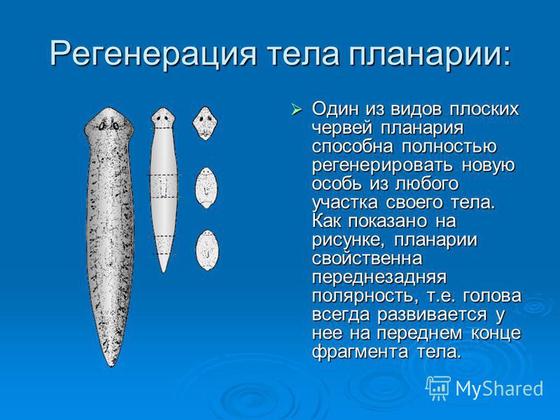 Регенерация тела планарии: Один из видов плоских червей планария способна полностью регенерировать новую особь из любого участка своего тела. Как показано на рисунке, планарии свойственна переднезадняя полярность, т.е. голова всегда развивается у нее