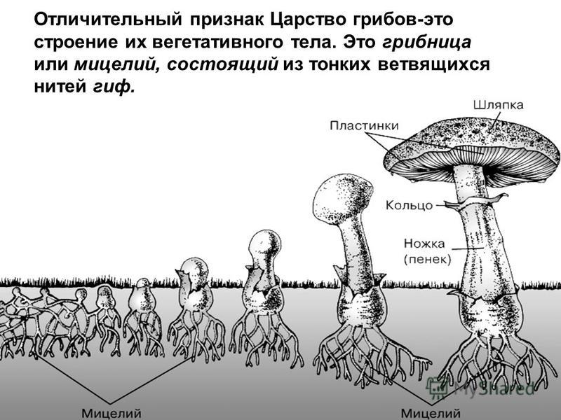 Отличительный признак Царство грибов-это строение их вегетативного тела. Это грибница или мицелий, состоящий из тонких ветвящихся нитей гиф.