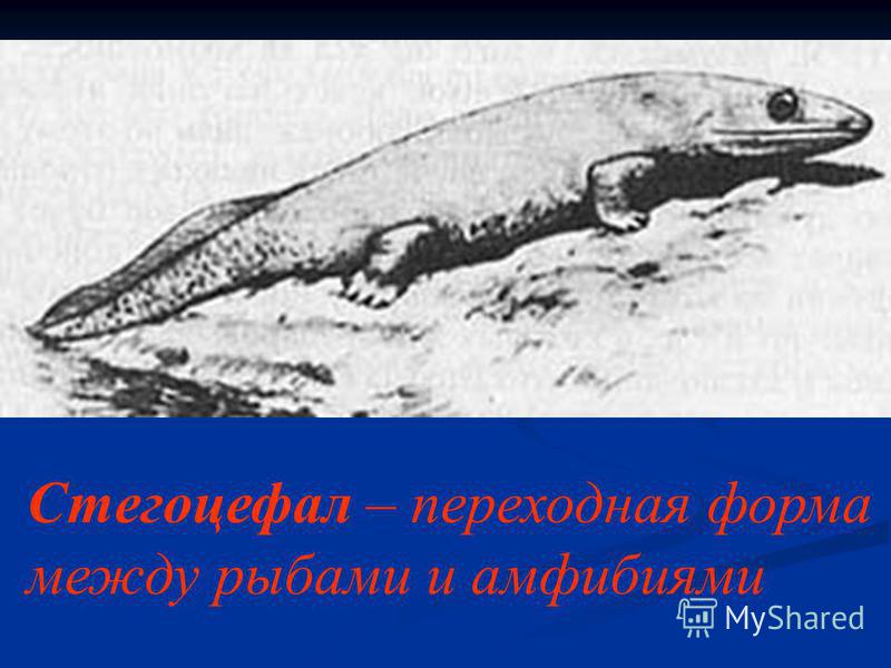 Стегоцефал – переходная форма между рыбами и амфибиями