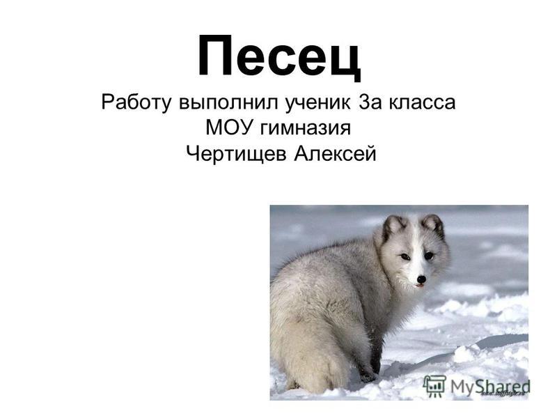 Песец презентация 7 класс