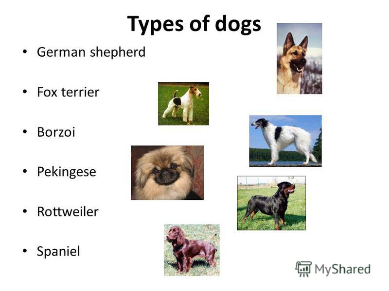 Types of dogs German shepherd Fox terrier Borzoi Pekingese Rottweiler Spaniel