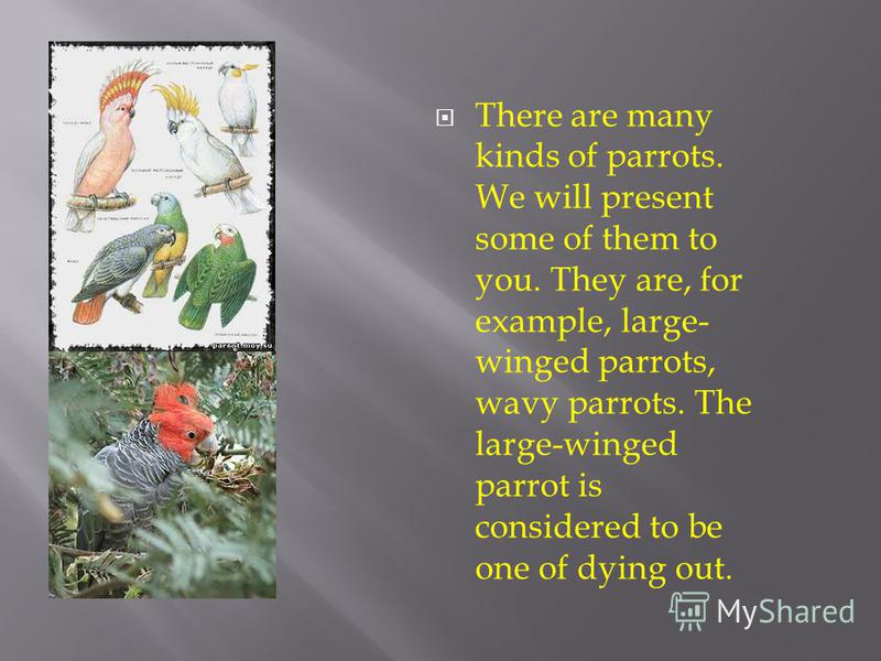 There are many kinds of parrots. We will present some of them to you. They are, for example, large- winged parrots, wavy parrots. The large-winged parrot is considered to be one of dying out.