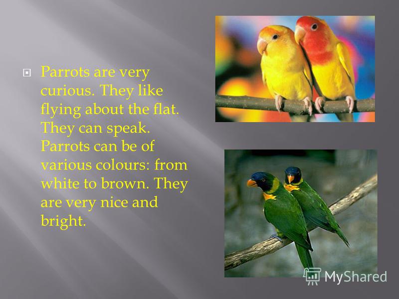 Parrots are very curious. They like flying about the flat. They can speak. Parrots can be of various colours: from white to brown. They are very nice and bright.