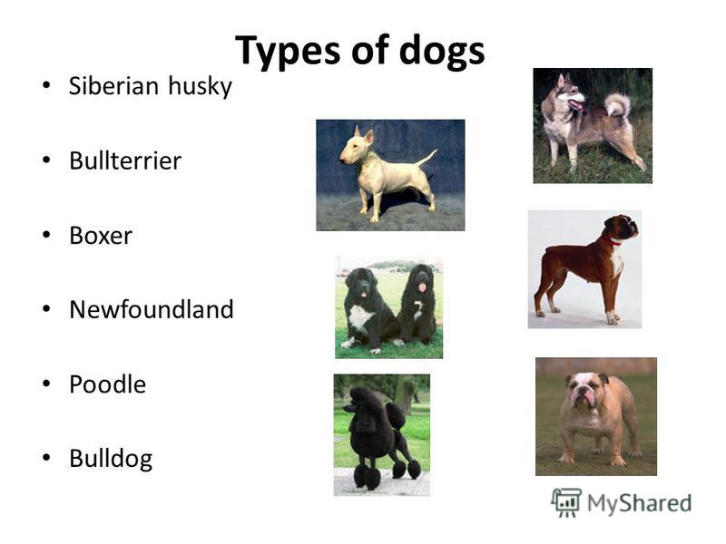 Types of dogs Siberian husky Bullterrier Boxer Newfoundland Poodle Bulldog