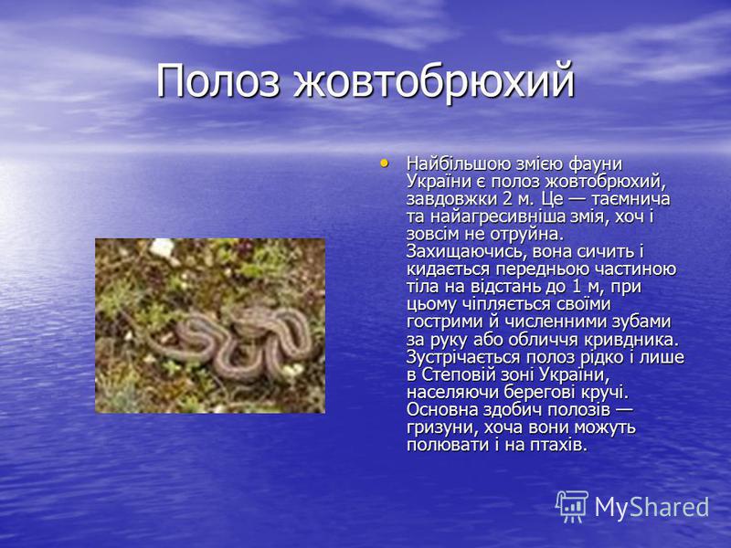 Полоз жовтобрюхий Найбільшою змією фауни України є полоз жовтобрюхий, завдовжки 2 м. Це таємнича та найагресивніша змія, хоч і зовсім не отруйна. Захищаючись, вона сичить і кидається передньою частиною тіла на відстань до 1 м, при цьому чіпляється св
