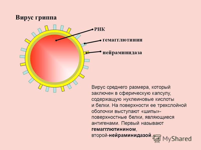 Вирус гриппа Вирус среднего размера, который заключен в сферическую капсулу, содержащую нуклеиновые кислоты и белки. На поверхности ее трехслойной оболочки выступают «шипы»- поверхностные белки, являющиеся антигенами. Первый называют гемагглютинином,