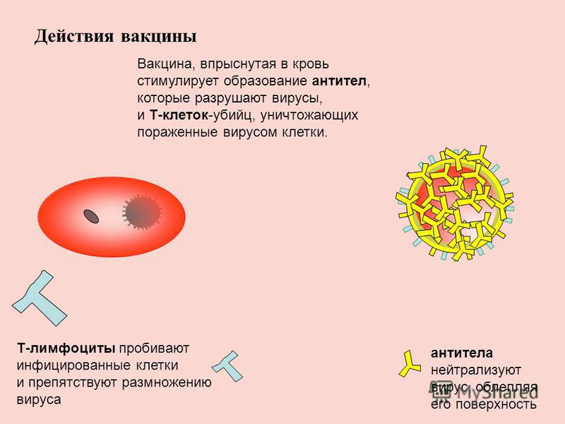 Действия вакцины Вакцина, впрыснутая в кровь стимулирует образование антител, которые разрушают вирусы, и Т-клеток-убийц, уничтожающих пораженные вирусом клетки. антитела нейтрализуют вирус, облепляя его поверхность Т-лимфоциты пробивают инфицированн