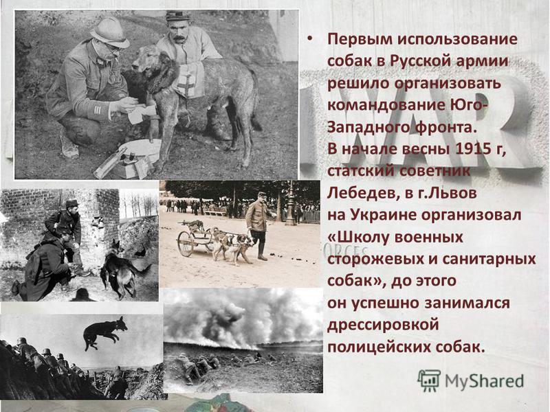 Первым использование собак в Русской армии решило организовать командование Юго- Западного фронта. В начале весны 1915 г, статский советник Лебедев, в г.Львов на Украине организовал «Школу военных сторожевых и санитарных собак», до этого он успешно з