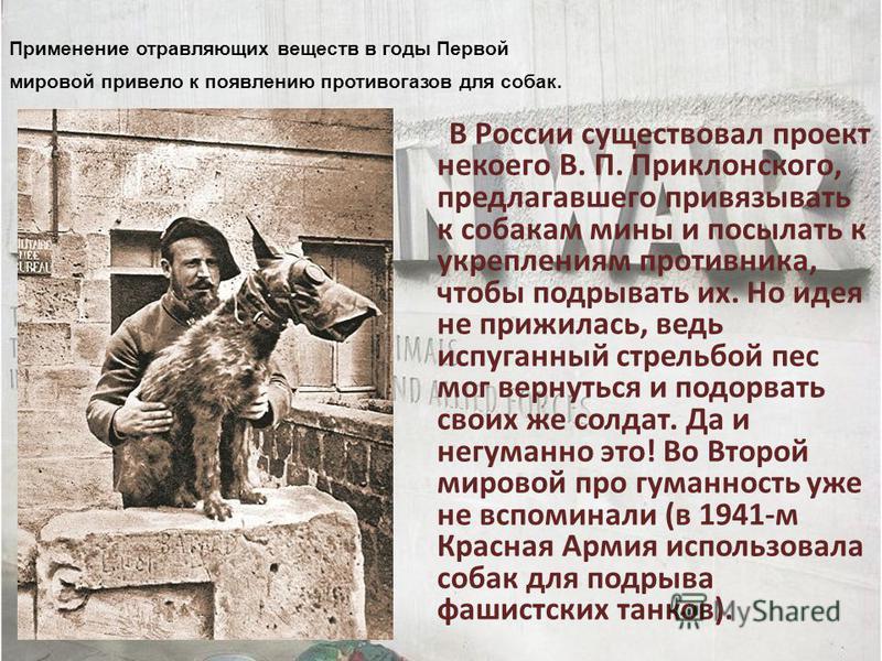 В России существовал проект некоего В. П. Приклонского, предлагавшего привязывать к собакам мины и посылать к укреплениям противника, чтобы подрывать их. Но идея не прижилась, ведь испуганный стрельбой пес мог вернуться и подорвать своих же солдат. Д