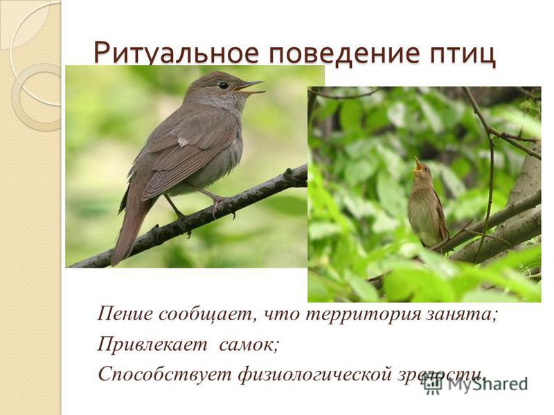 Ритуальное поведение птиц Пение сообщает, что территория занята; Привлекает самок; Способствует физиологической зрелости.